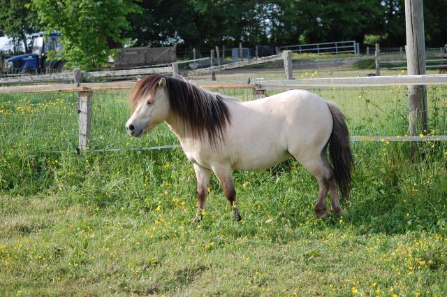 Stallion Shetland Pony For sale 2022 Buckskin