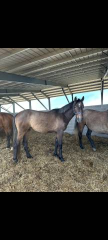 Gelding Origin Recorded For sale 2023 Grey