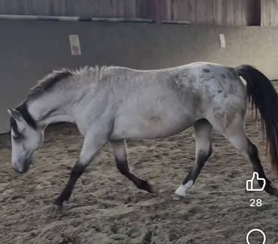 Nesquick - Other Pony Breed 2023
