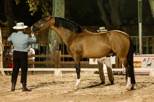 Botero LH - PRE Pure Spanish Bred 2015