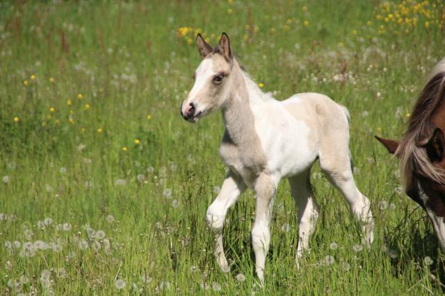 Colt Connemara For sale 2026 Tobiano