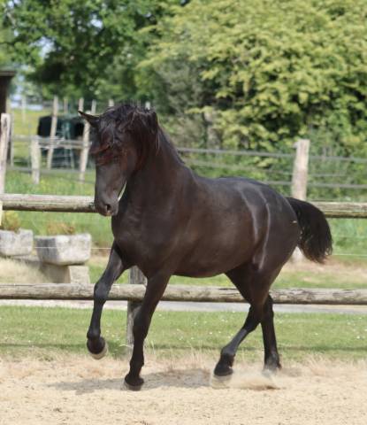 Mare Friesian Arabian For sale 2024 Black