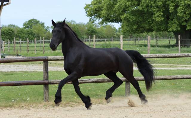 Mare Friesian Arabian For sale 2012 Black