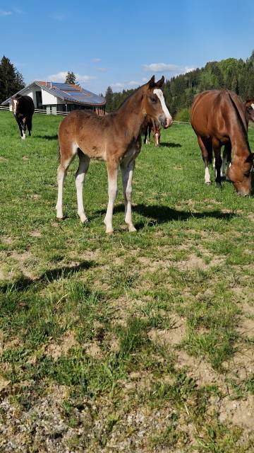 Filly Franche-Montagne For sale 2026 Bay