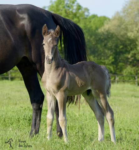 Colt KWPN Dutch Warmblood For sale 2026 Other color