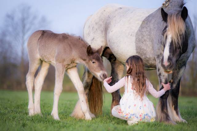 Filly Friesian Arabian For sale 2026 Silver dapple