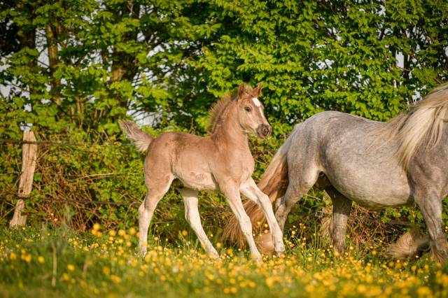 Colt Friesian Arabian For sale 2026 Silver dapple