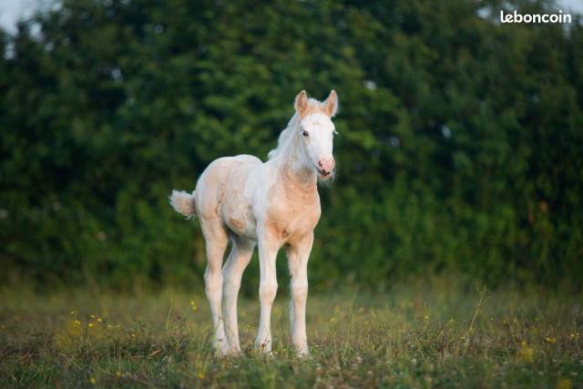 Filly Gypsy Cob For sale 2025 Palomino