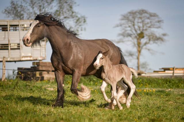 Mare Gypsy Cob For sale 2022 Other color