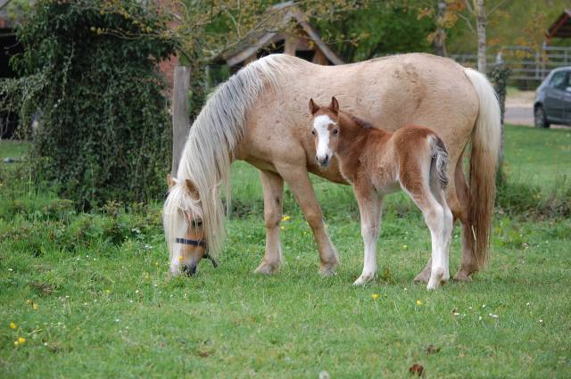 Filly Welsh Pony (Section A) For sale 2026 Buckskin