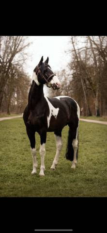 HA L'AMOUR DU CENSE D'HEURE - sBs Belgian Warmblood 2013 by UMBERTO VAN ERPEKOM Z
