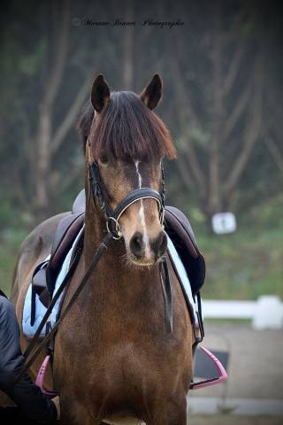 Entire French Saddle Pony For sale 2021 Buckskin