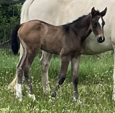 Filly Selle Fran&ccedil;ais For sale 2026 Buckskin