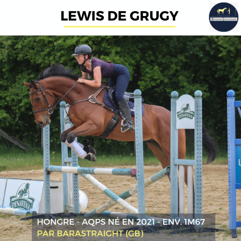 Gelding AQPS For sale 2022 Bay