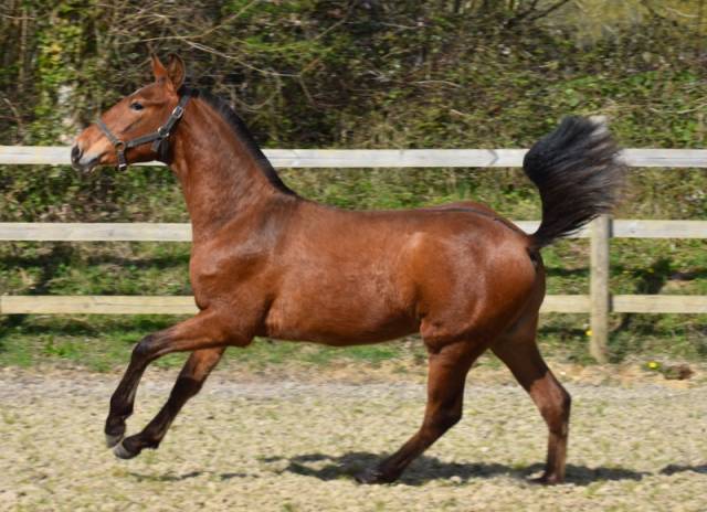 Colt PRE Pure Spanish Bred For sale 2025 Bay