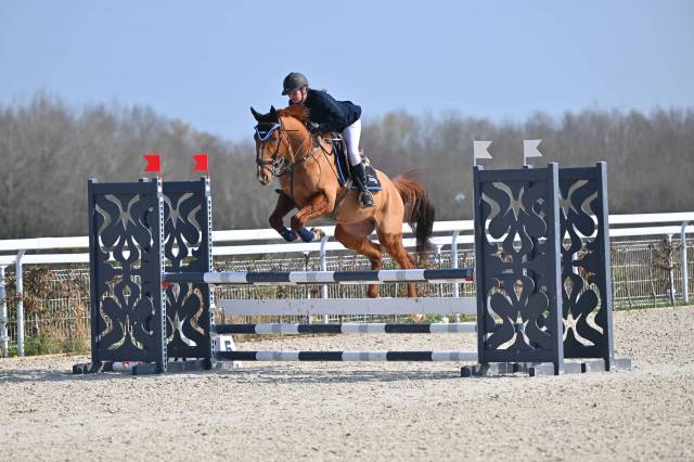 Gelding French Trotter For sale 2015 Liver chestnut