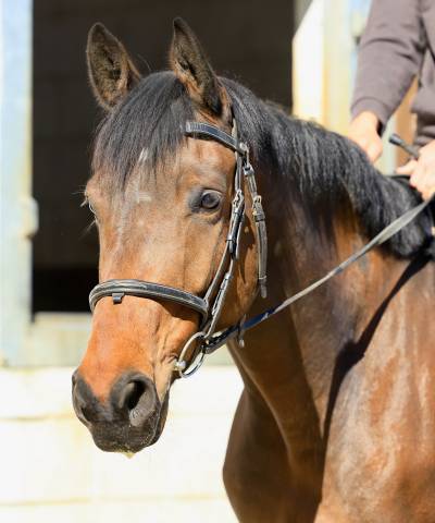 Gelding sBs Belgian Warmblood For sale 2021 Bay