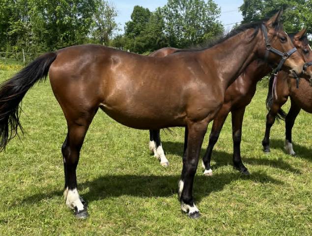 Mare Selle Fran&ccedil;ais For sale 2024 Bay