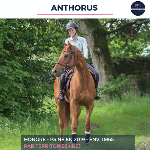 Gelding Thoroughbred For sale 2019 Chesnut