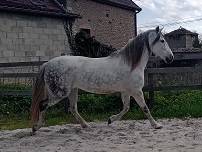 Mare PRE Pure Spanish Bred Free 2009 Grey