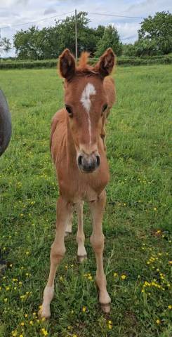 Colt Arabian Thoroughbred For sale 2026 Chesnut