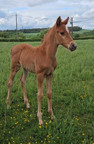 Colt Arabian Thoroughbred For sale 2026 Chesnut