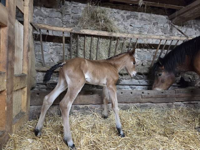 Colt Arabian Half Blood For sale 2026 Chesnut