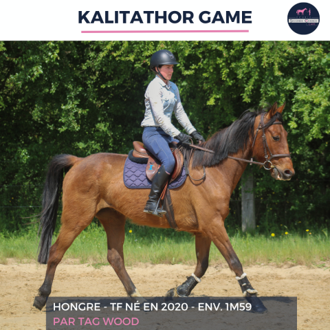 Gelding French Trotter For sale 2020 Bay
