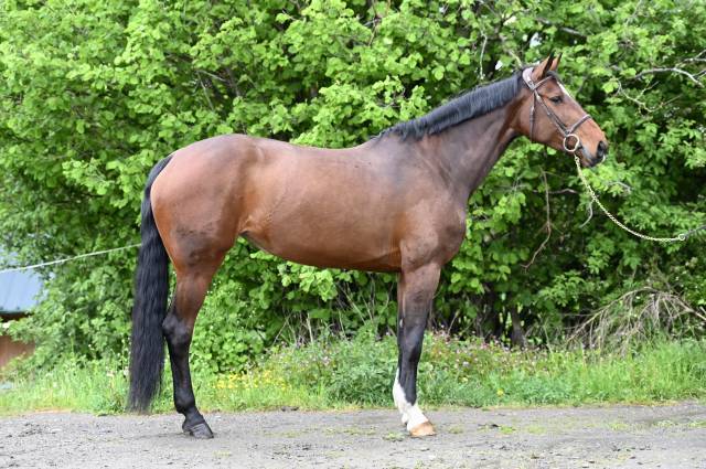 Mare Zangersheide For sale 2018 Bay