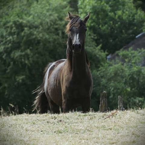 Filly Arabian Thoroughbred For sale 2025 Black