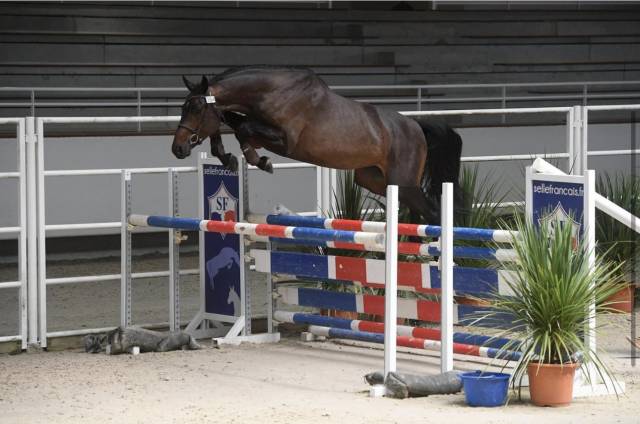 Gelding Selle Fran&ccedil;ais For sale 2015 Bay