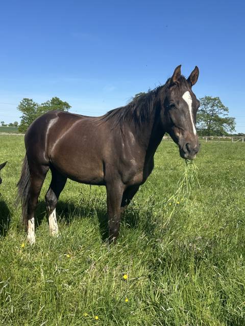 Mare Selle Fran&ccedil;ais For sale 2023 Liver chestnut