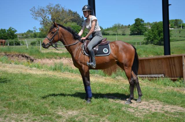 Mare English Thoroughbred For sale 2022 Bay