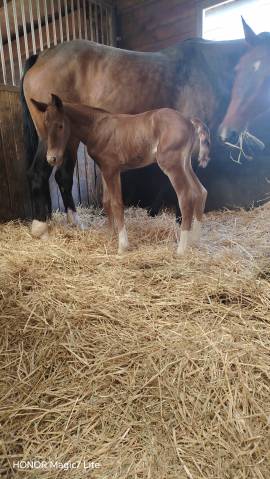 Colt Selle Fran&ccedil;ais For sale 2026 Liver chestnut