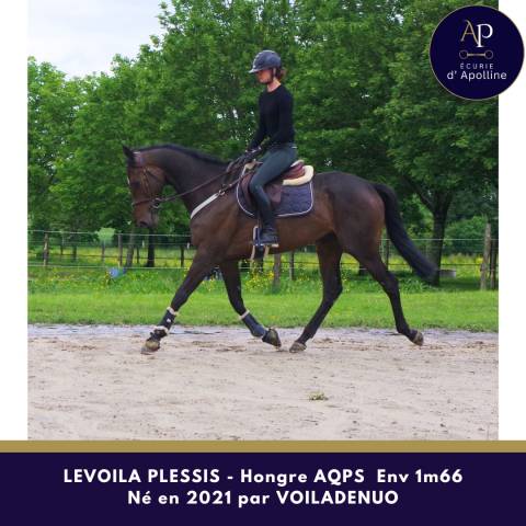 Gelding AQPS For sale 2021 Dark Bay