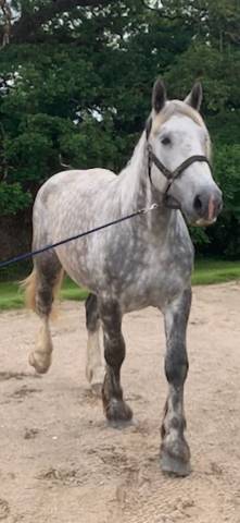 Gelding Percheron For sale 2022 Grey