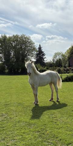 Filly Welsh Pony (Section D), Welsh Cob For sale 2025 Cream