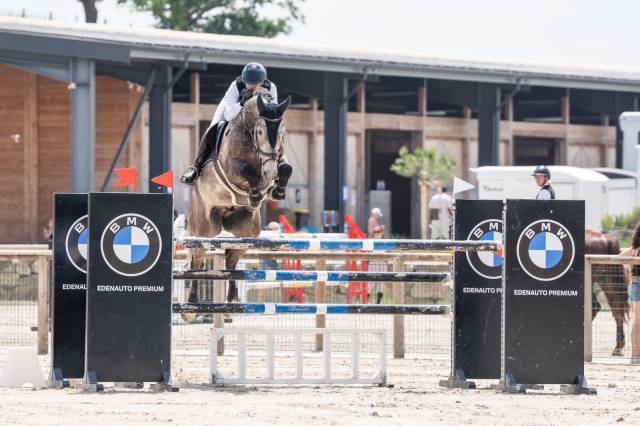 Gelding Selle Fran&ccedil;ais For sale 2019 Grey
