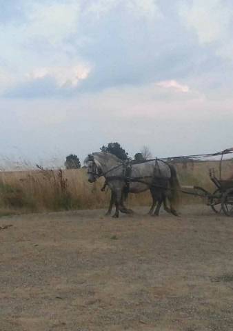 Carriage - Marathon for competition - Other brand -  