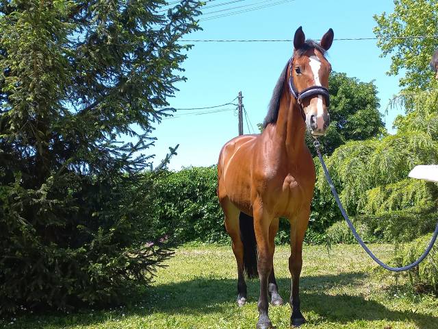 Mare KWPN Dutch Warmblood For sale 2021 Bay