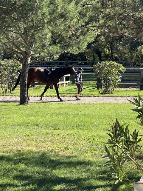 Groom, Rider - Permanent contract Contract - Loire France
