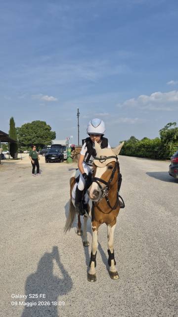 Mare Other Pony Breed For sale 2010 Coloured