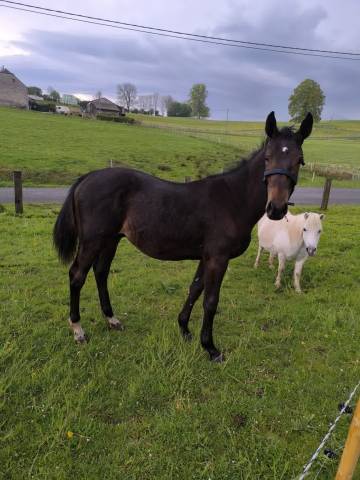 Colt sBs Belgian Warmblood For sale 2025 Dark Bay