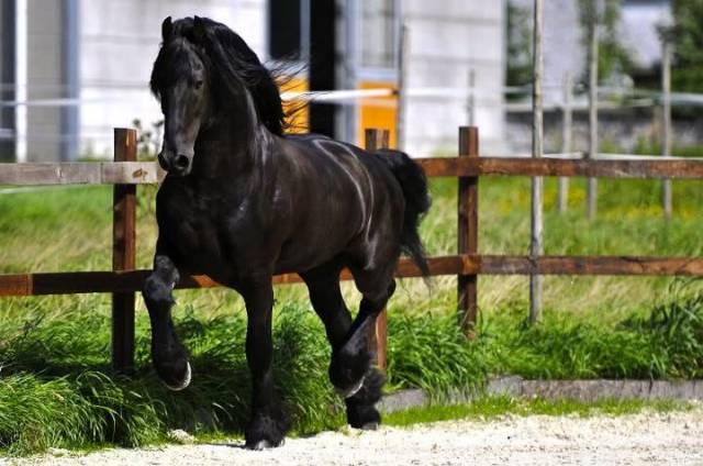 Colt Friesian For sale 2026 Black