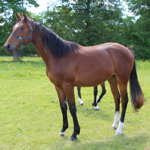Mare Selle Fran&ccedil;ais For sale 2024 Bay