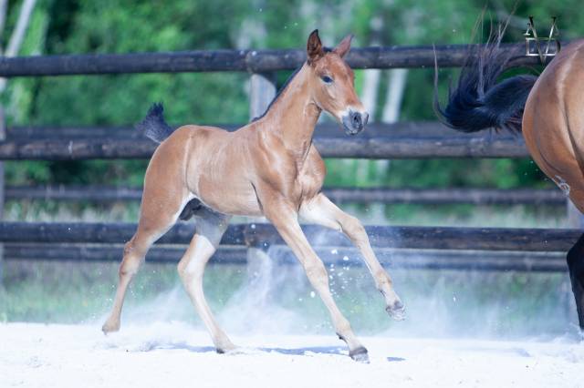 Colt PRE Pure Spanish Bred For sale 2026 Bay