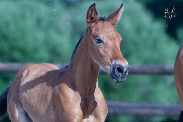Colt PRE Pure Spanish Bred For sale 2026 Bay