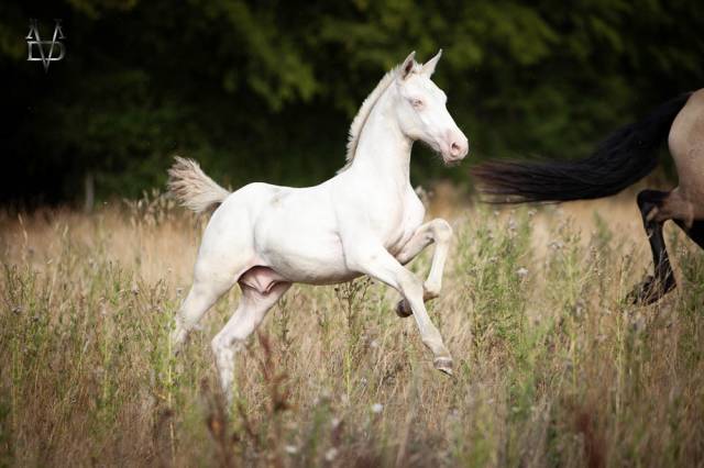 Colt PRE Pure Spanish Bred For sale 2026 Perlino