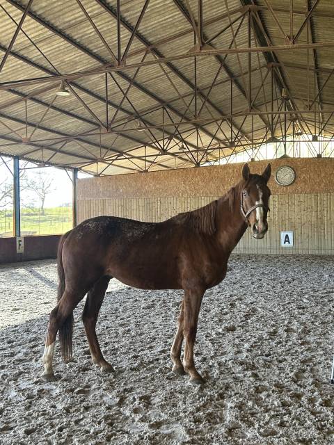 Gelding Selle Fran&ccedil;ais For sale 2023 Chesnut