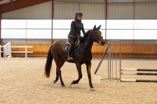 Mare Selle Fran&ccedil;ais For sale 2022 Bay